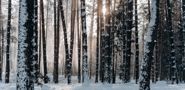 Vinterskog i sol