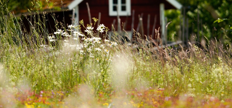 MySpeakers Nyhetsbrev – Juni 2026